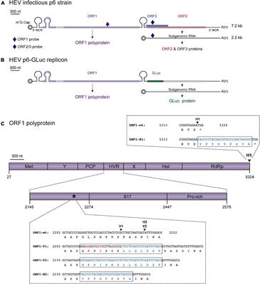 Processing and Subcellular Localization of the Hepatitis E Virus Replicase: Identification of Candidate Viral Factories